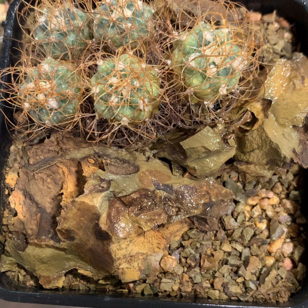欧系群生娇丽长城五头