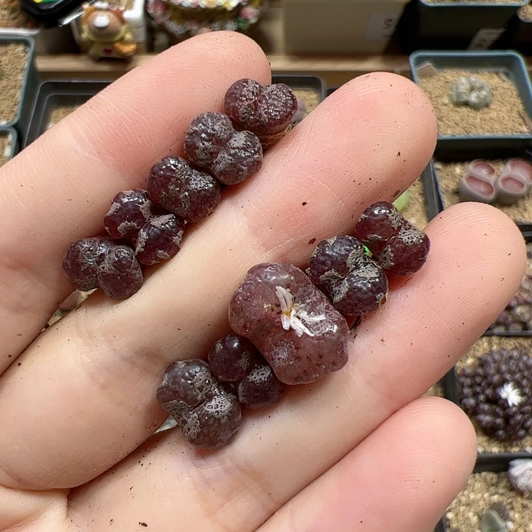 【闪购商品】52 蝴蝶