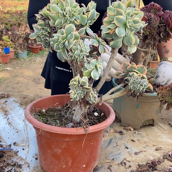 亮***剑205灿烂灿烂灿烂灿烂