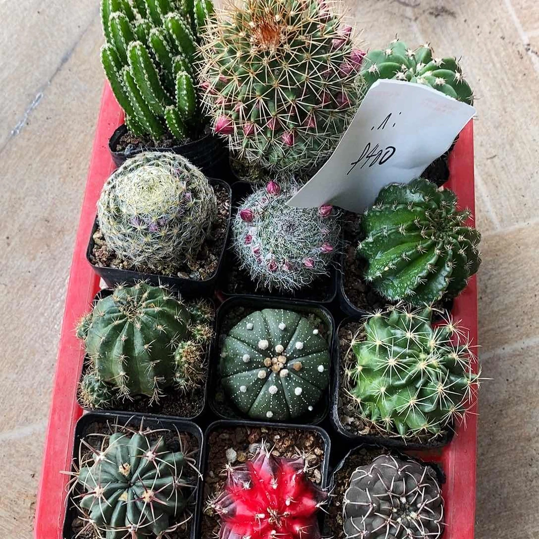 【闪购商品】.*框拍仙人球12棵