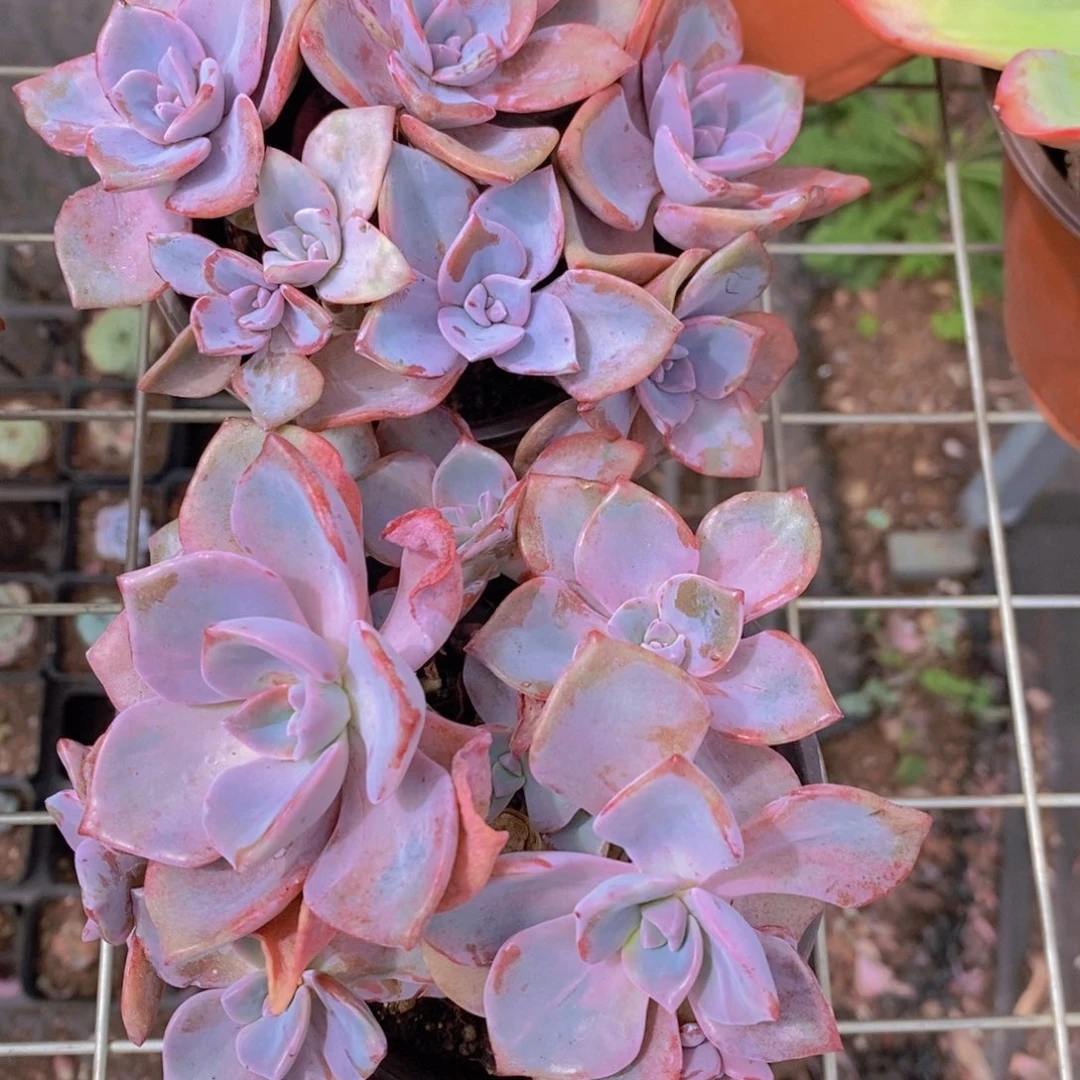 彩虹糖多头群生精控精养两盆