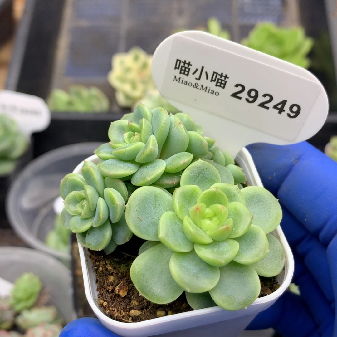 多肉植物杂交珍妮