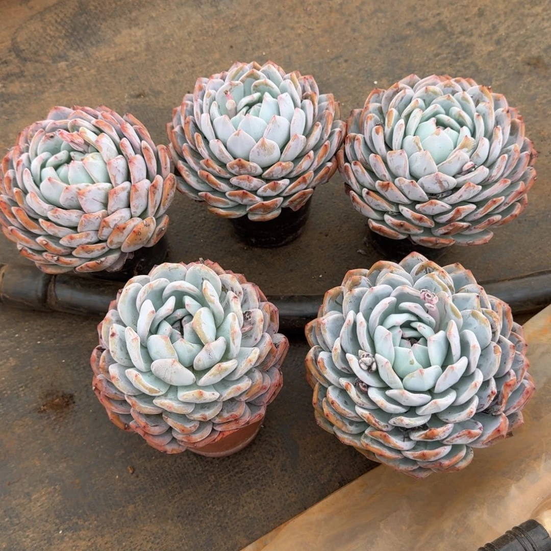 常***乐6号5个橙梦路多肉植物