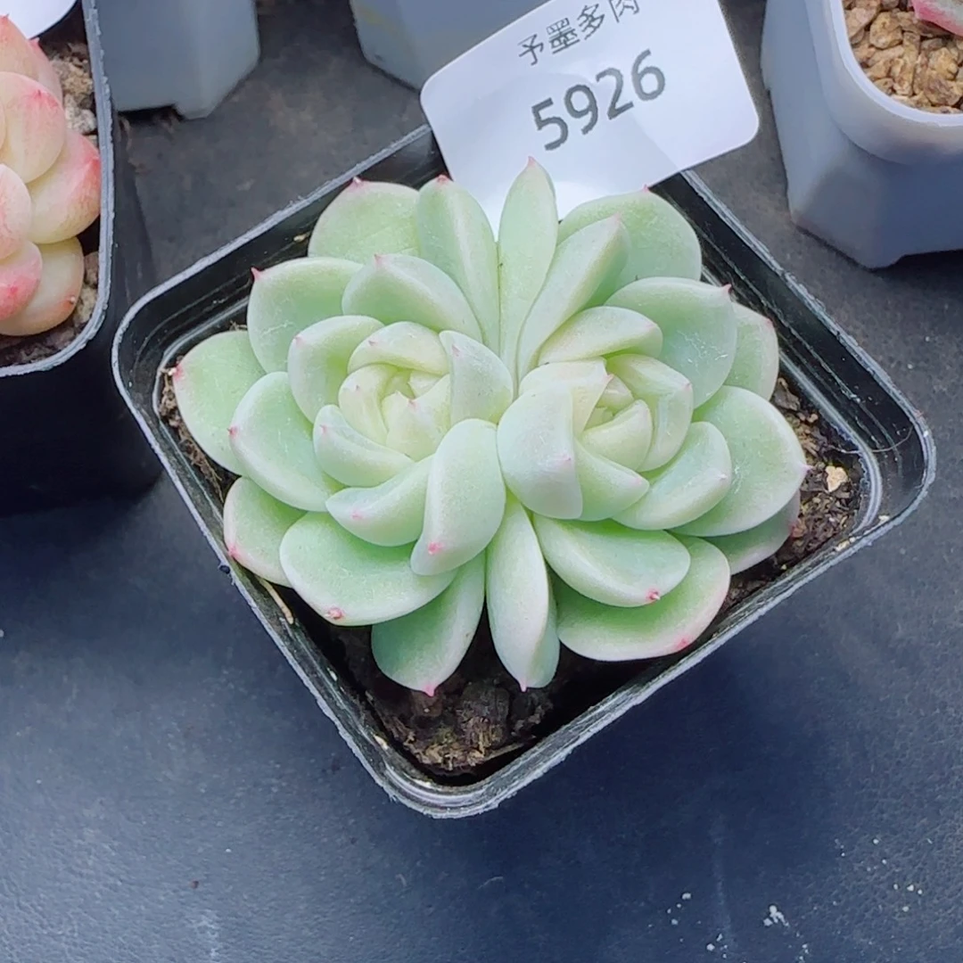 倾城珍妮，5926多肉植物