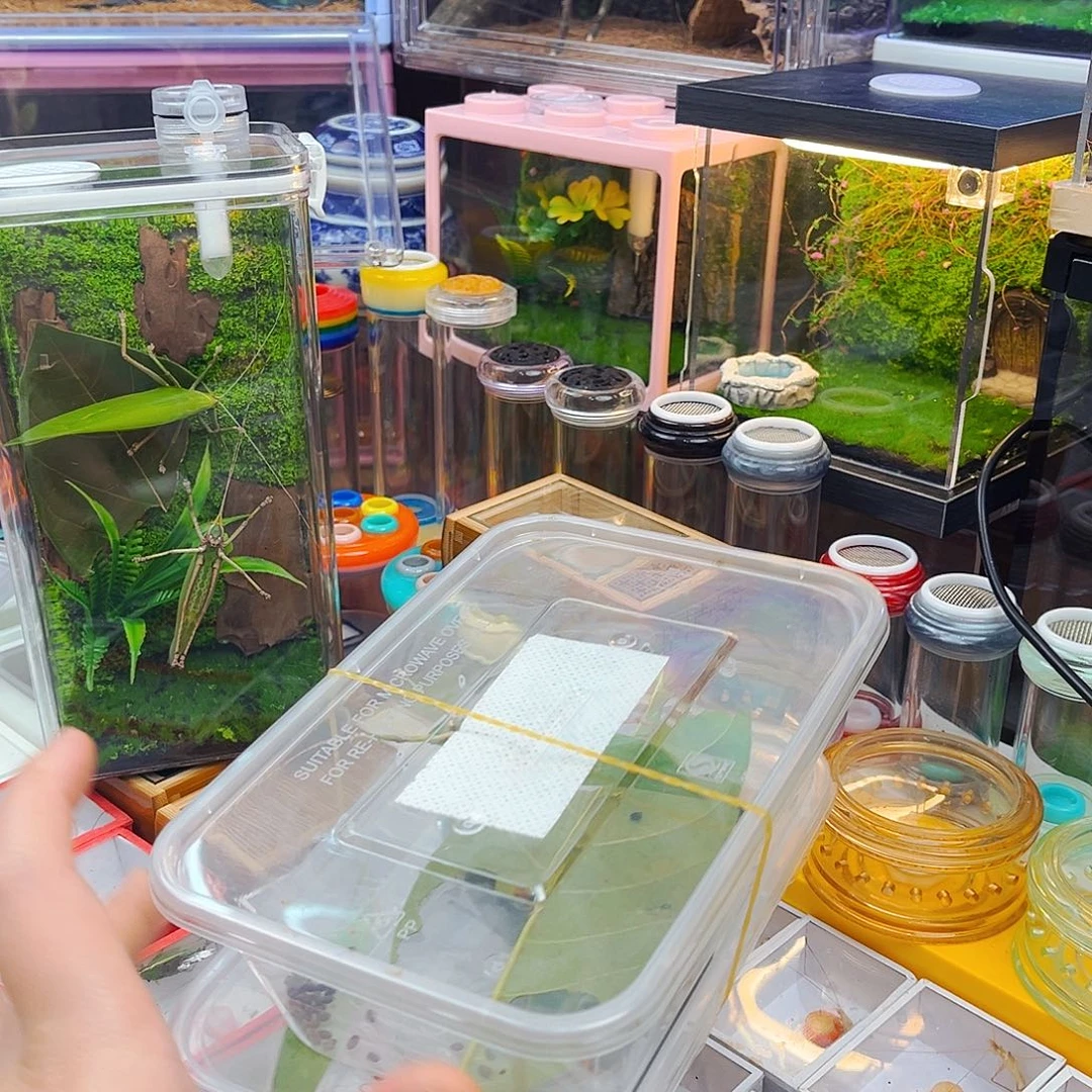 2条特价素贝哈哈哈哈