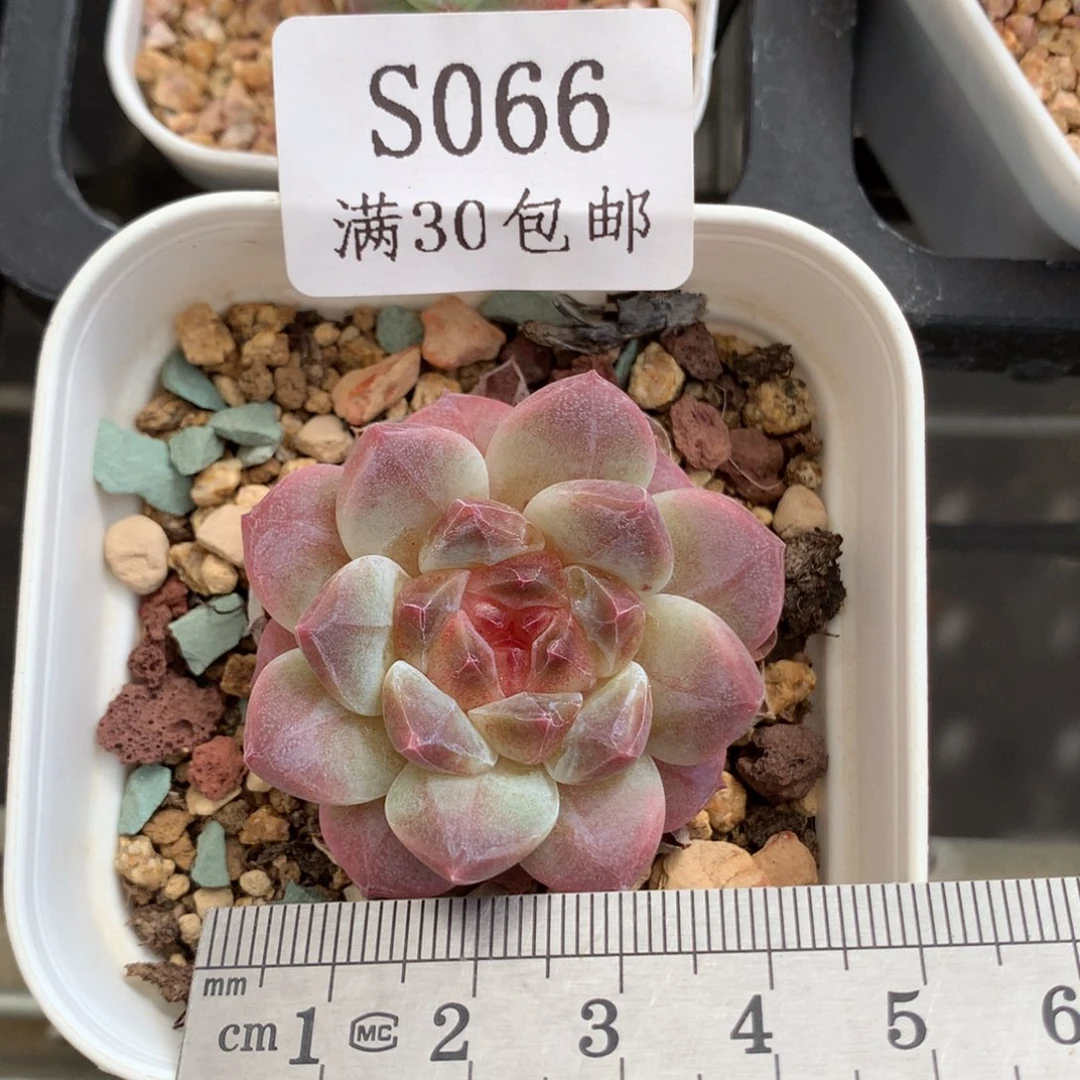 66。秘境冰魄。开播福利。