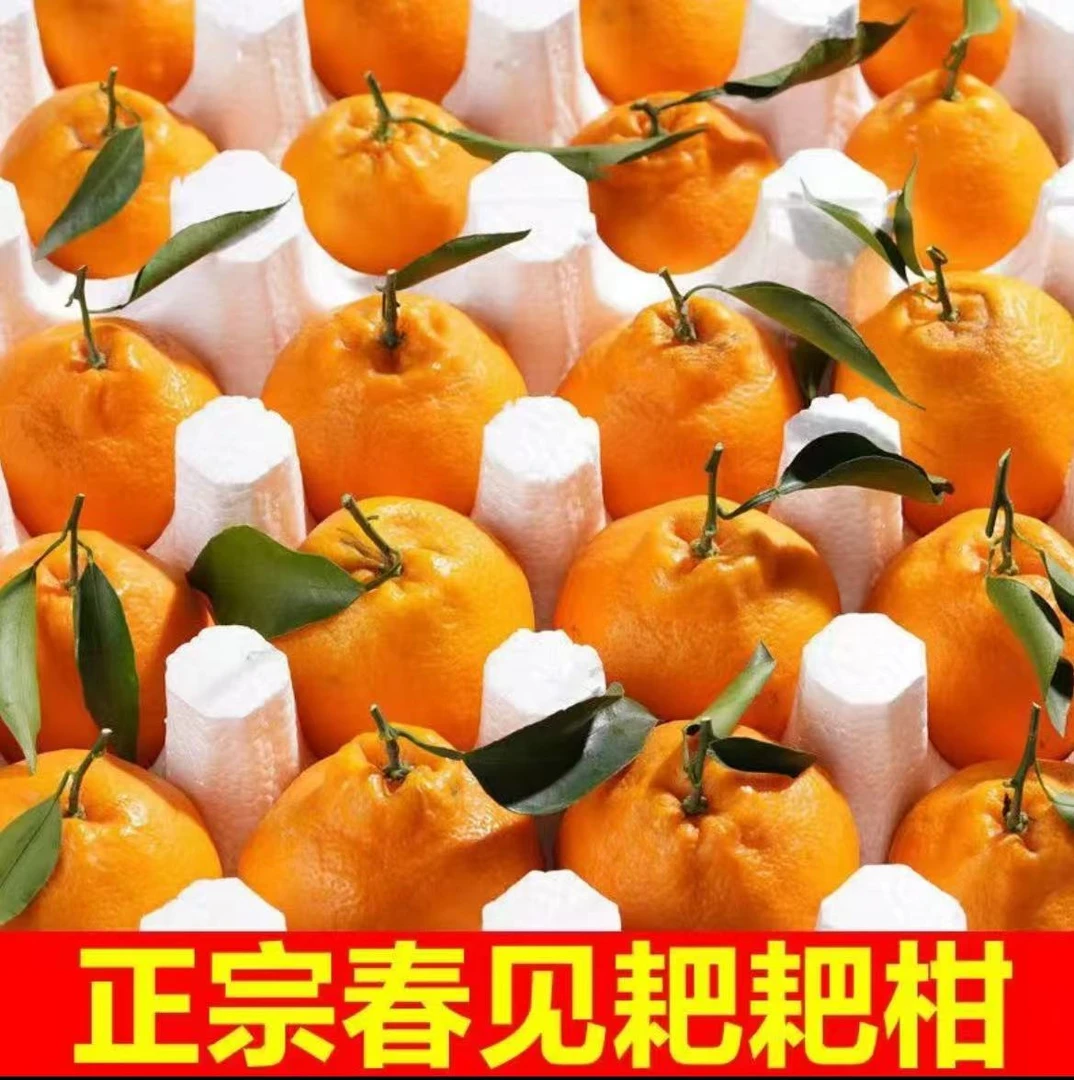 四川春见耙耙柑新鲜当季水果当季热卖春橘粑粑柑儿产地现摘直发