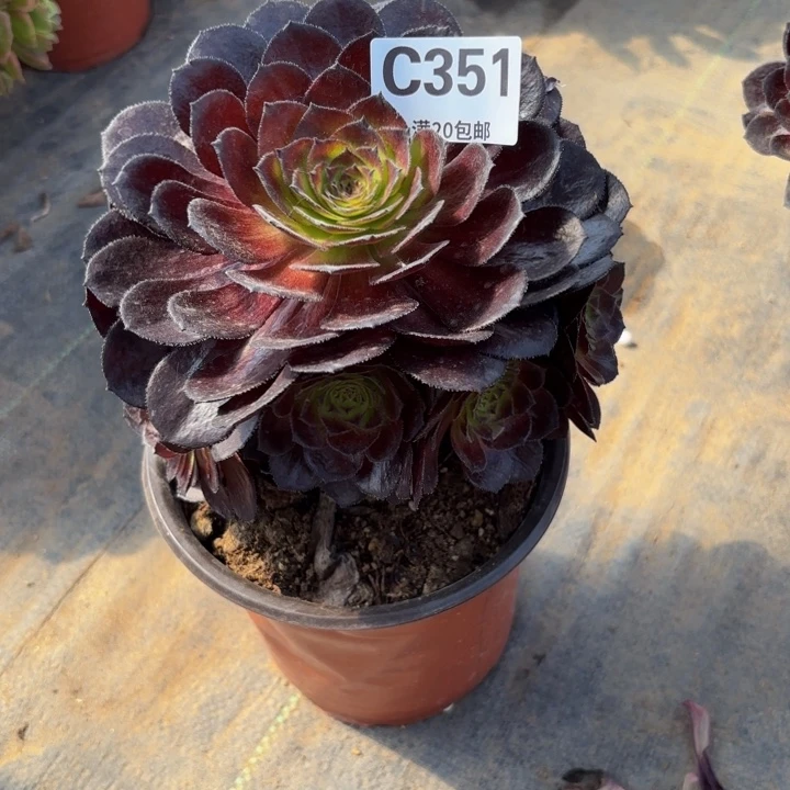 瑞妈多肉植物是351