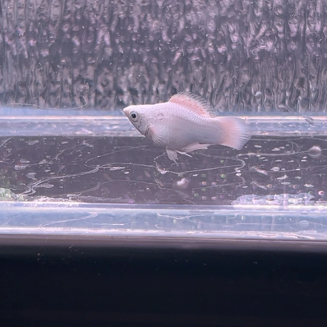 孔雀鱼玛丽一条崽