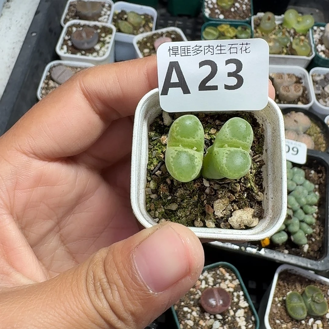 23多肉植物多肉植物