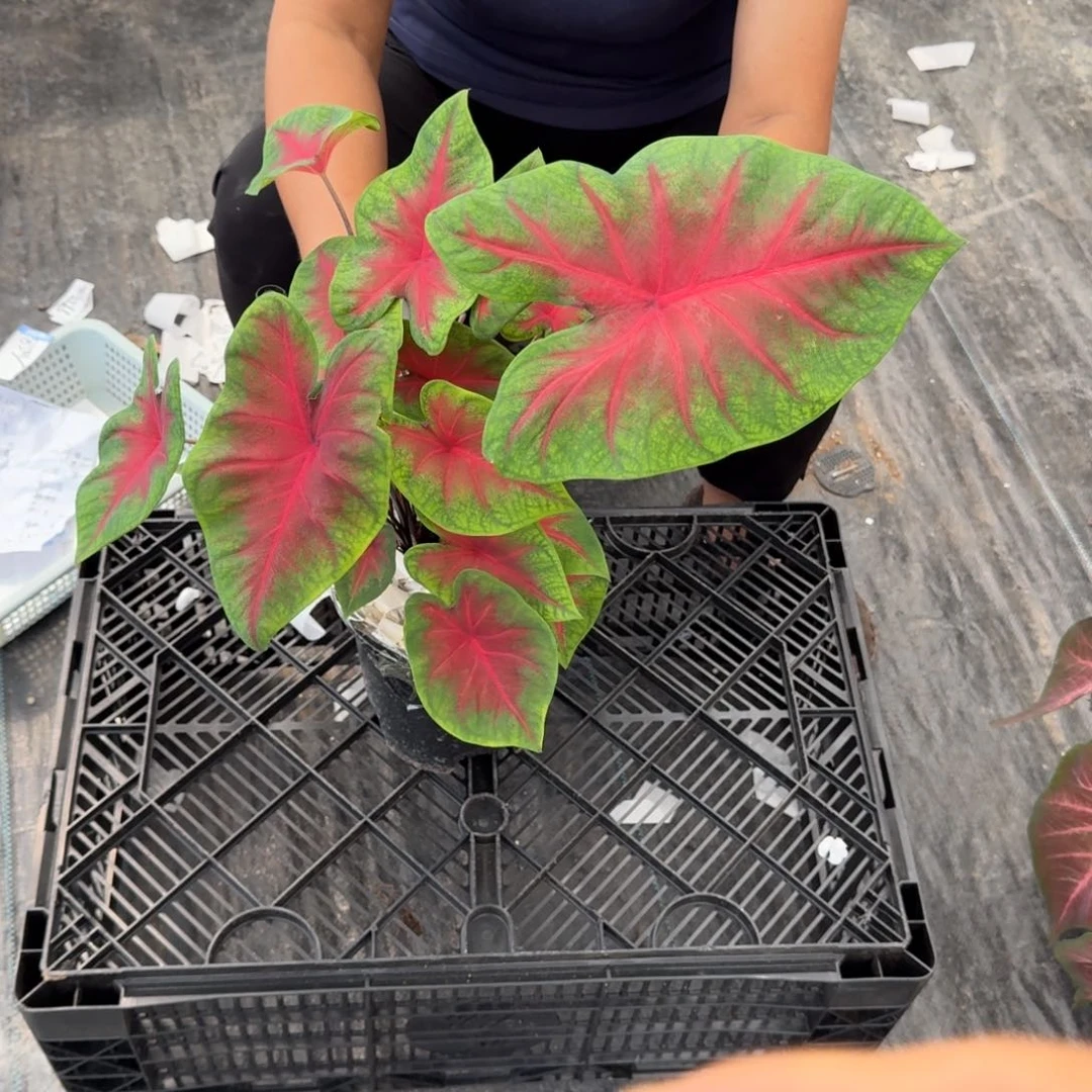 无花朵弗莱德058彩叶