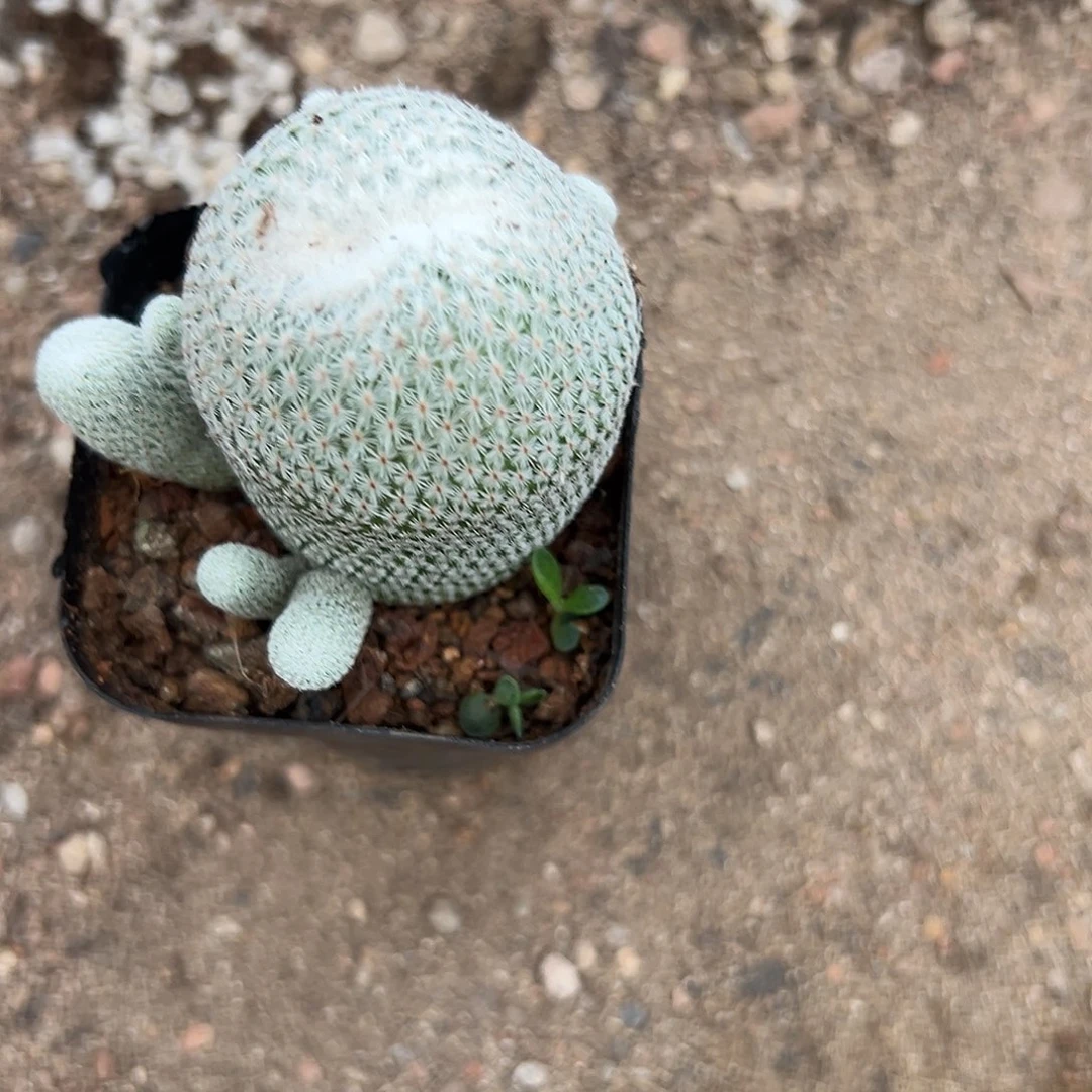 多肉植物月世界群生