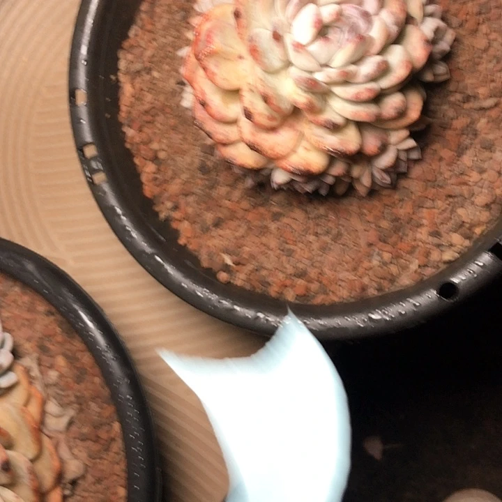 D****y43:///////////////