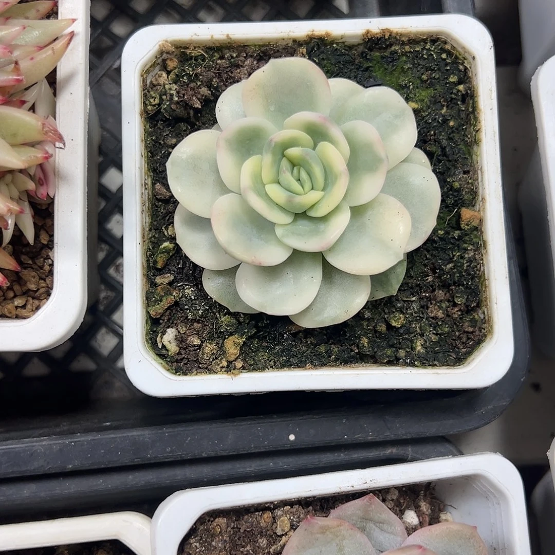 友谊锦多肉植物满38包邮