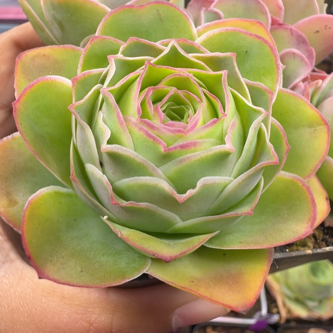 L114半城玫瑰日耳曼