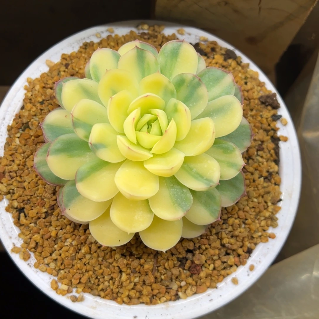 草莓冰锦 夏鸣园艺