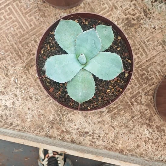 厚叶福克斯精品龙舌兰