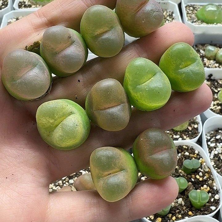 老马生石花彩毛2240