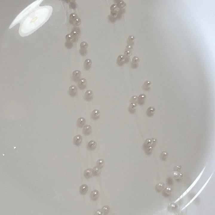 淡水珍珠满天星未镶嵌