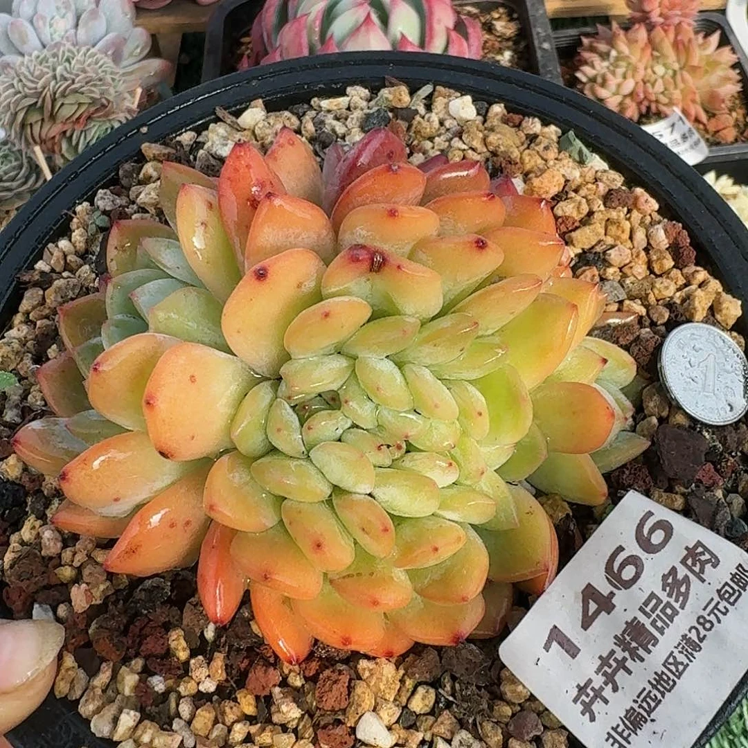 1466一物一拍（满28包邮）