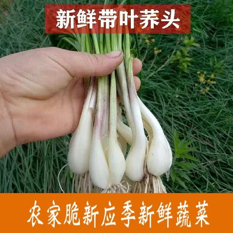 新鲜藠头现挖茭头带叶湖南衡阳农家蔬菜教头荞头藠头带根带叶藠头