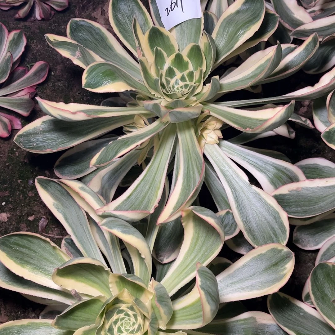 多肉法师锦燕姿2611