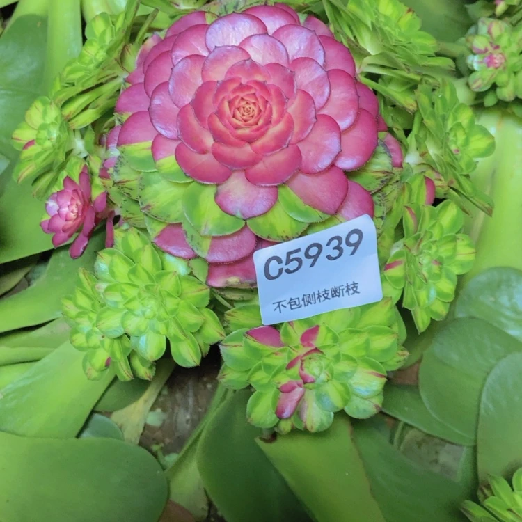 【闪购商品】y****?5939多肉