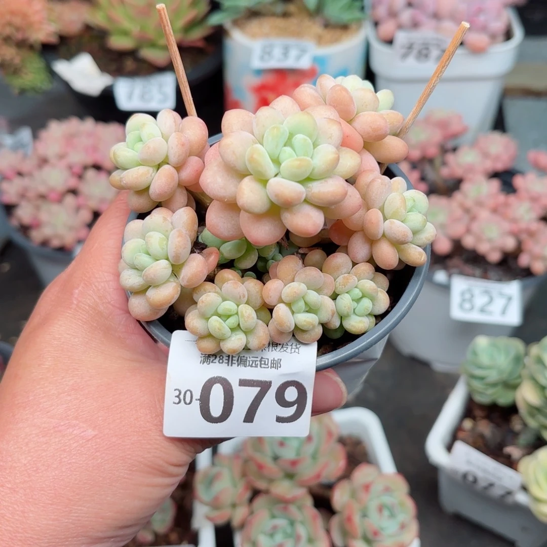 洛可可无盆土发货