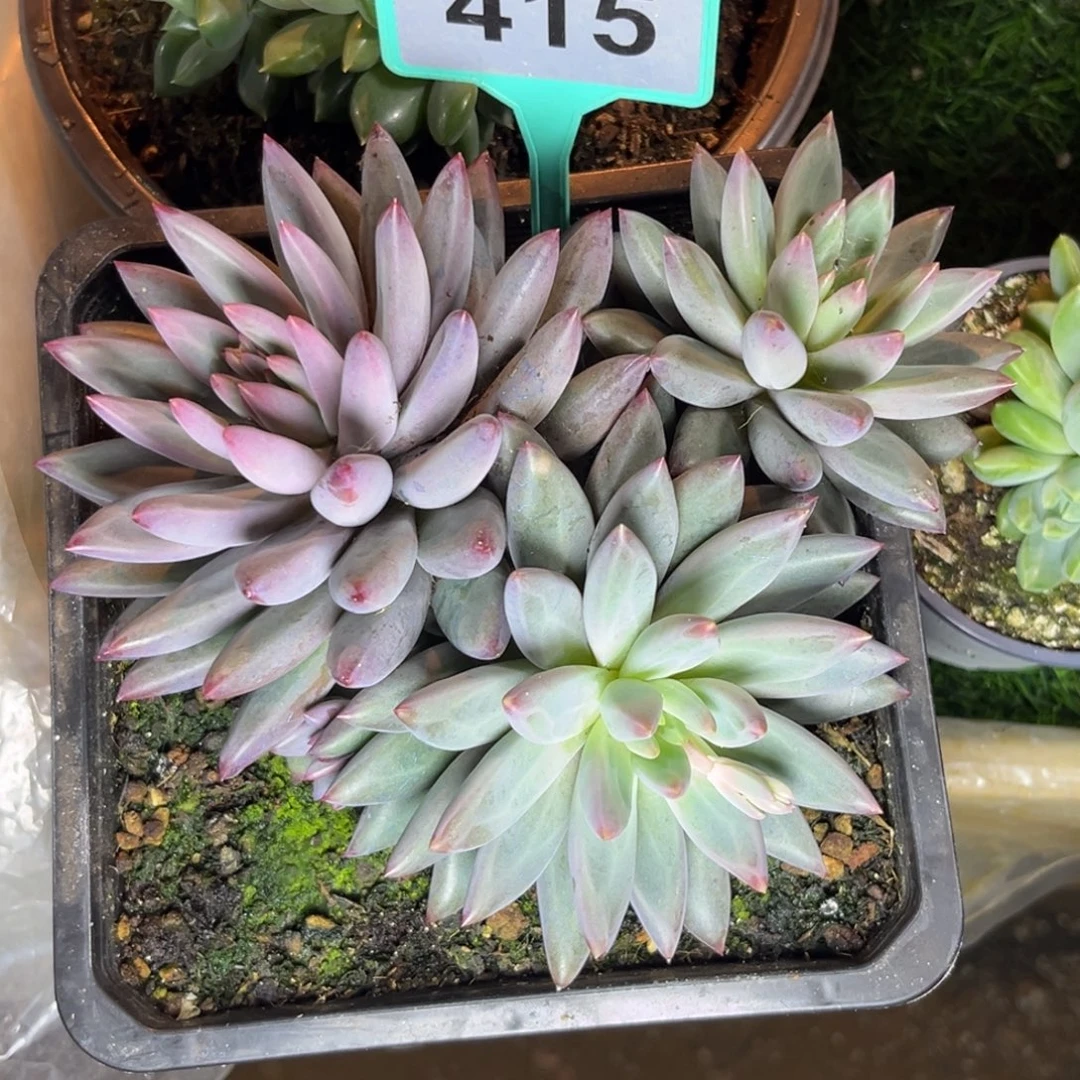 多肉植物彩体虞美人415