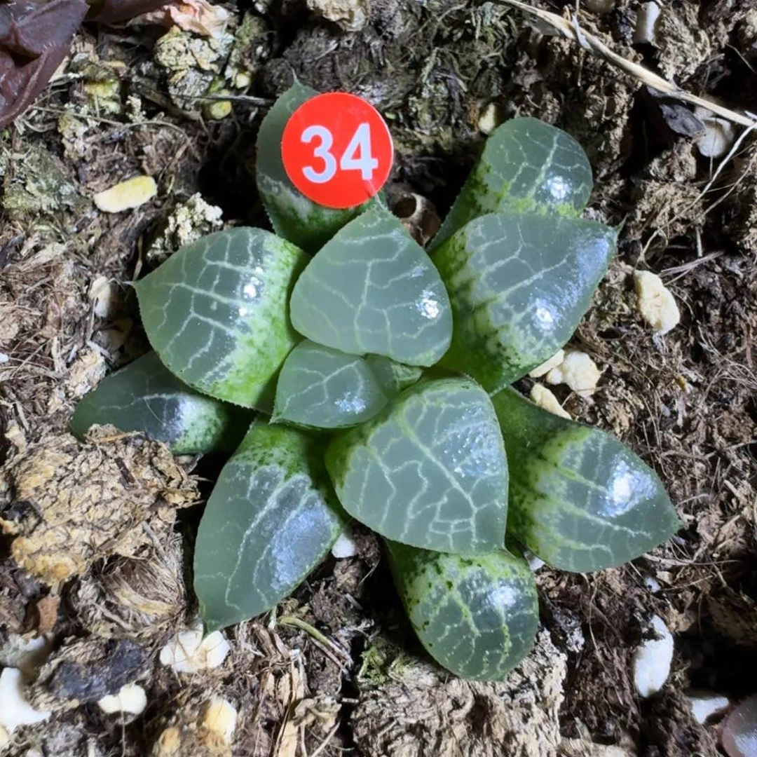 无花朵34号实生特选康克