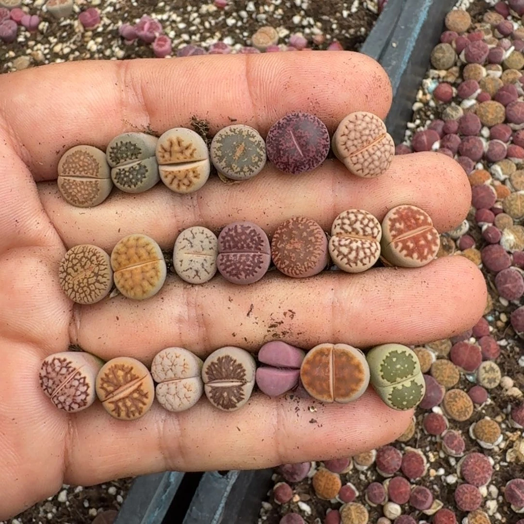 恩****?T942酒红花纹寿丽美荒流水日轮等