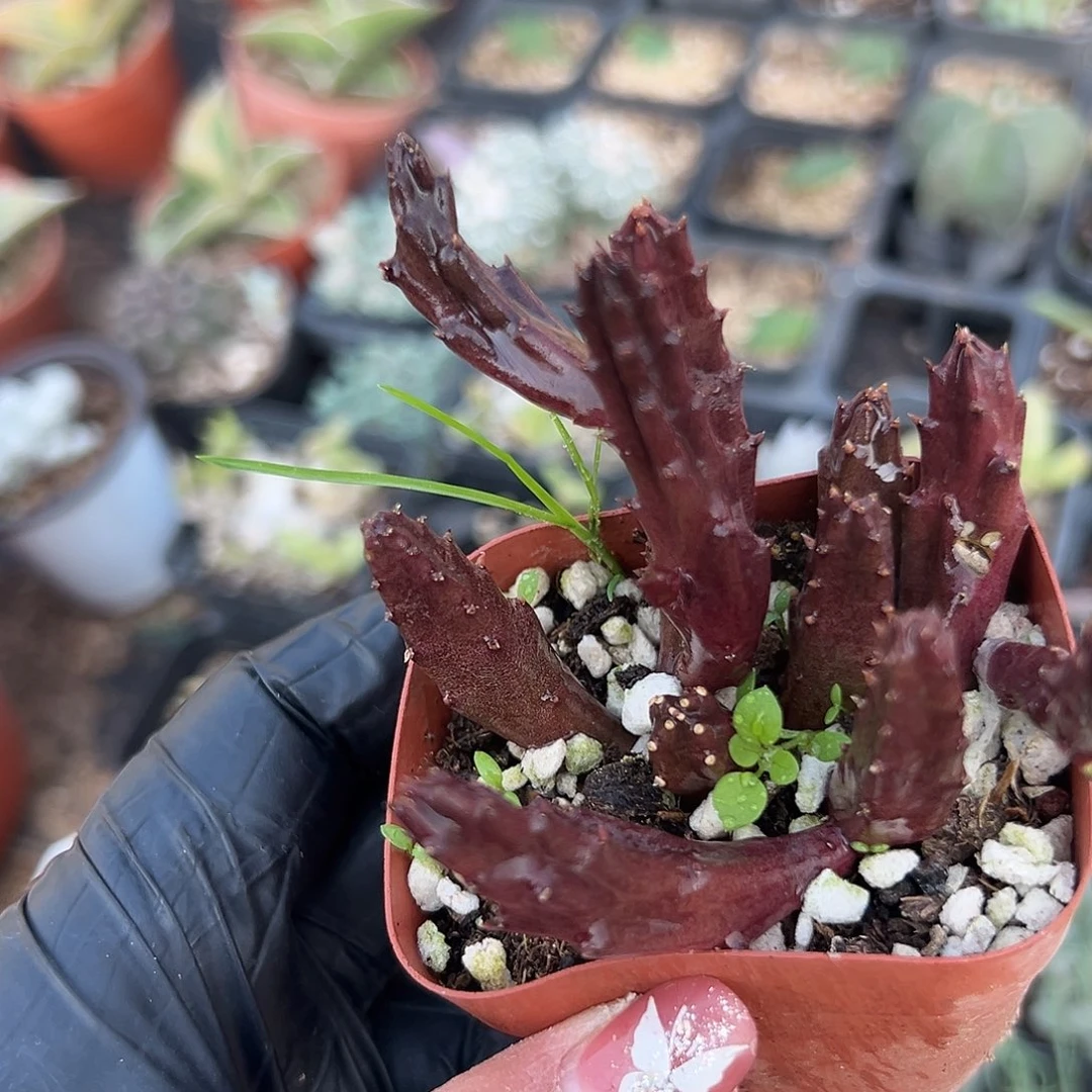 多肉植物红斑犀牛角