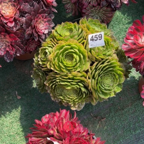 *️***459碧玉莲朵朵多肉，