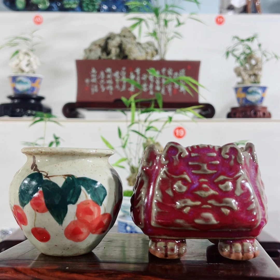 无花朵盆景，凤尾竹，玲珑石