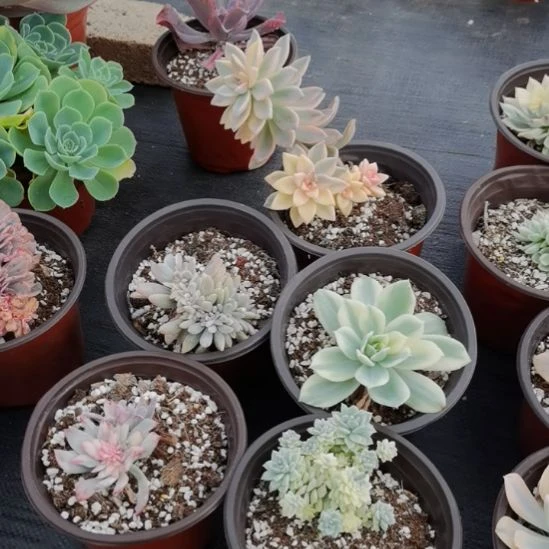 不同品种景天锦5盆包邮（不包偏远地区）