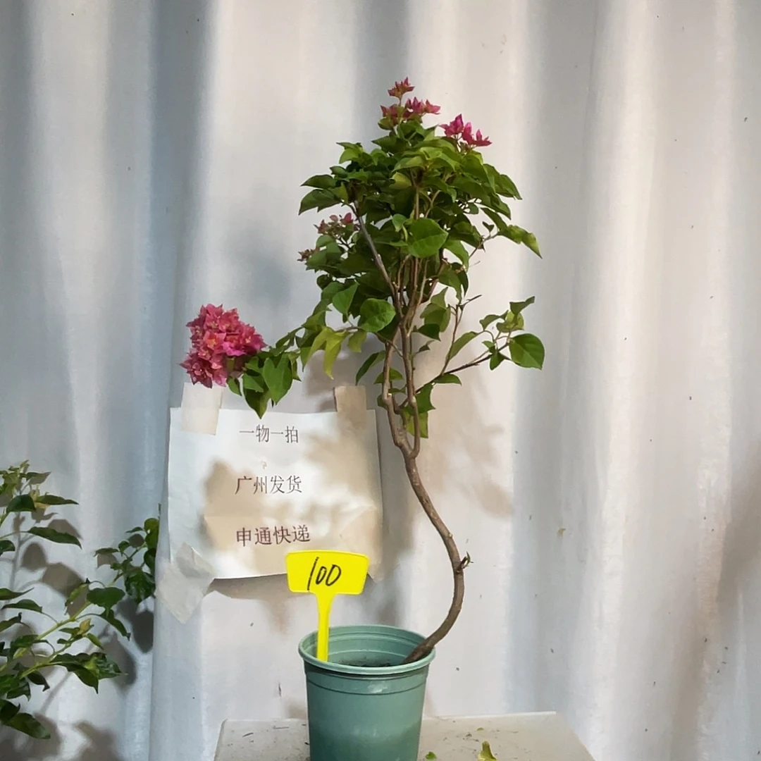 当前无花栽培后可以开花100重瓣红扦插，放漏价