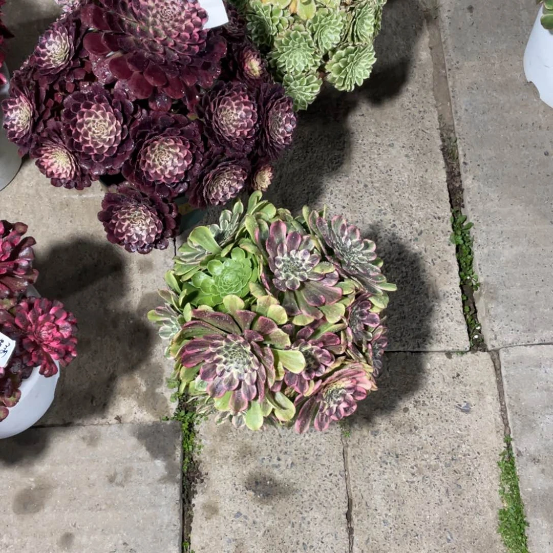 蔡*华漂亮漂亮漂亮漂亮漂亮