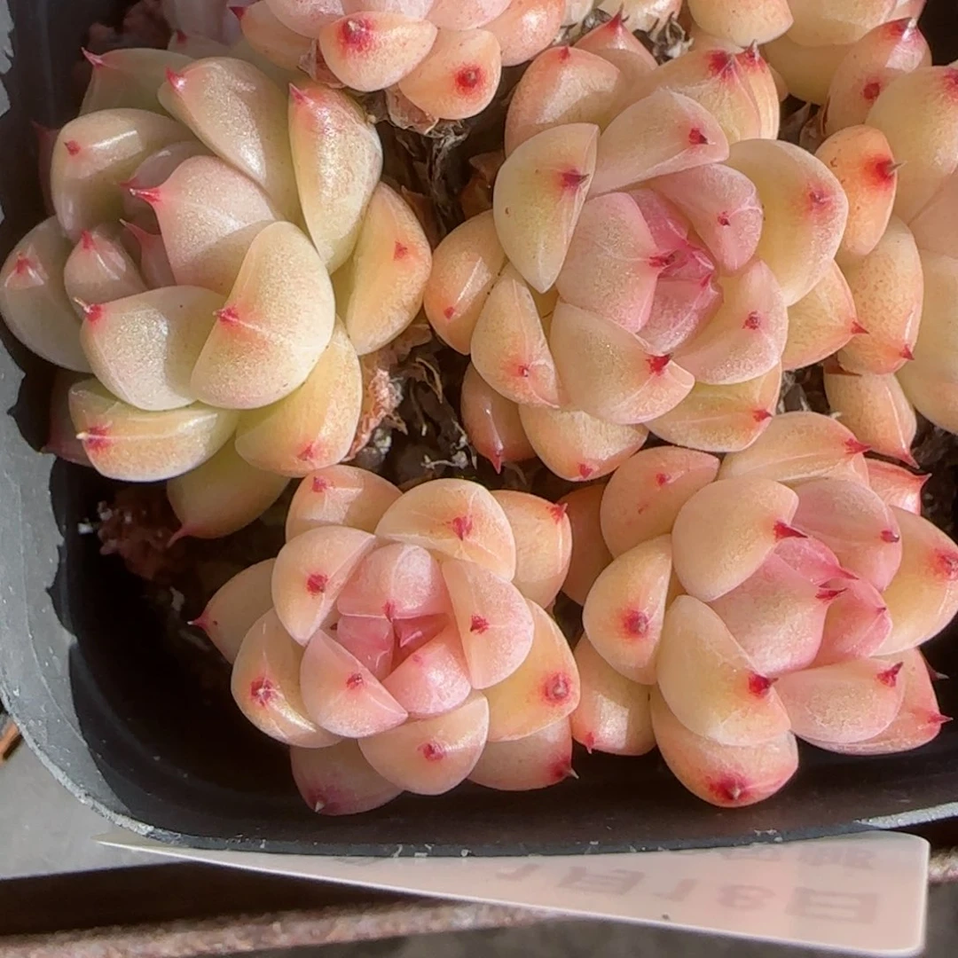 焦**铁花语逸镜0118-191散