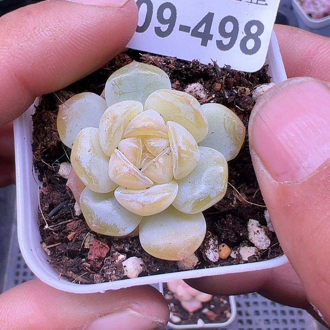 小卡拉米糖心一物一拍9-498