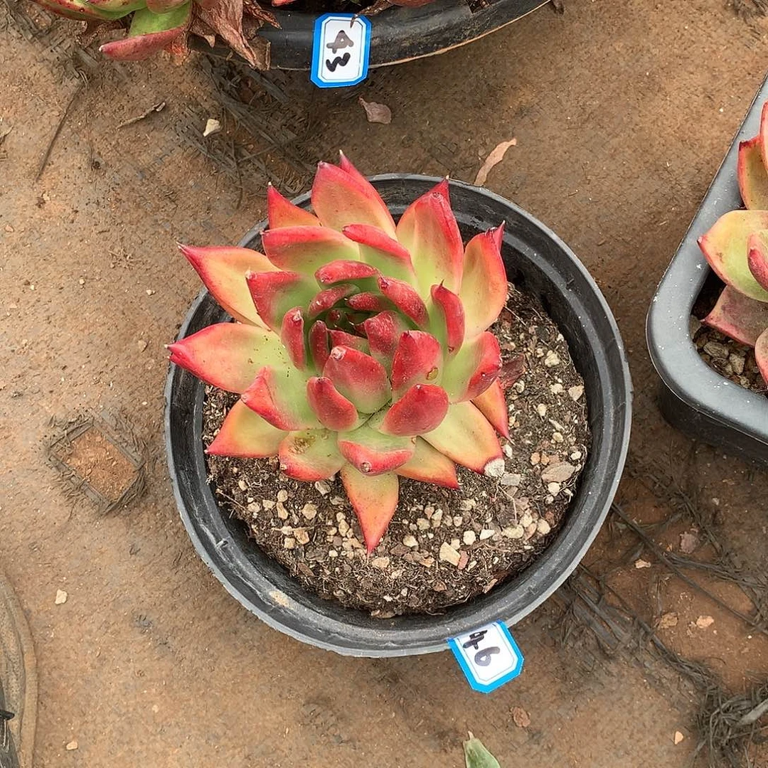 46弗兰克 一物一拍多肉