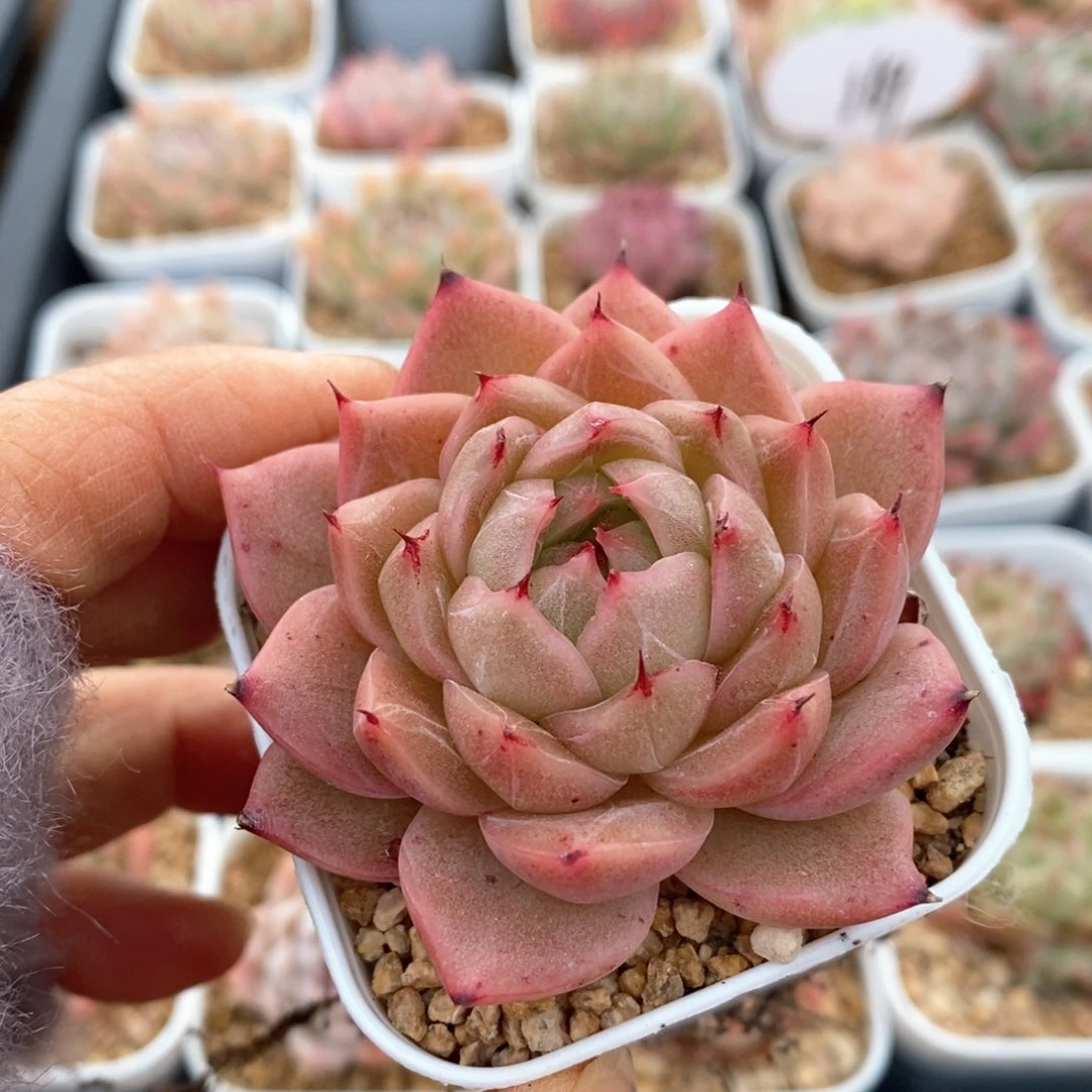 精品多肉一物一拍不包整36