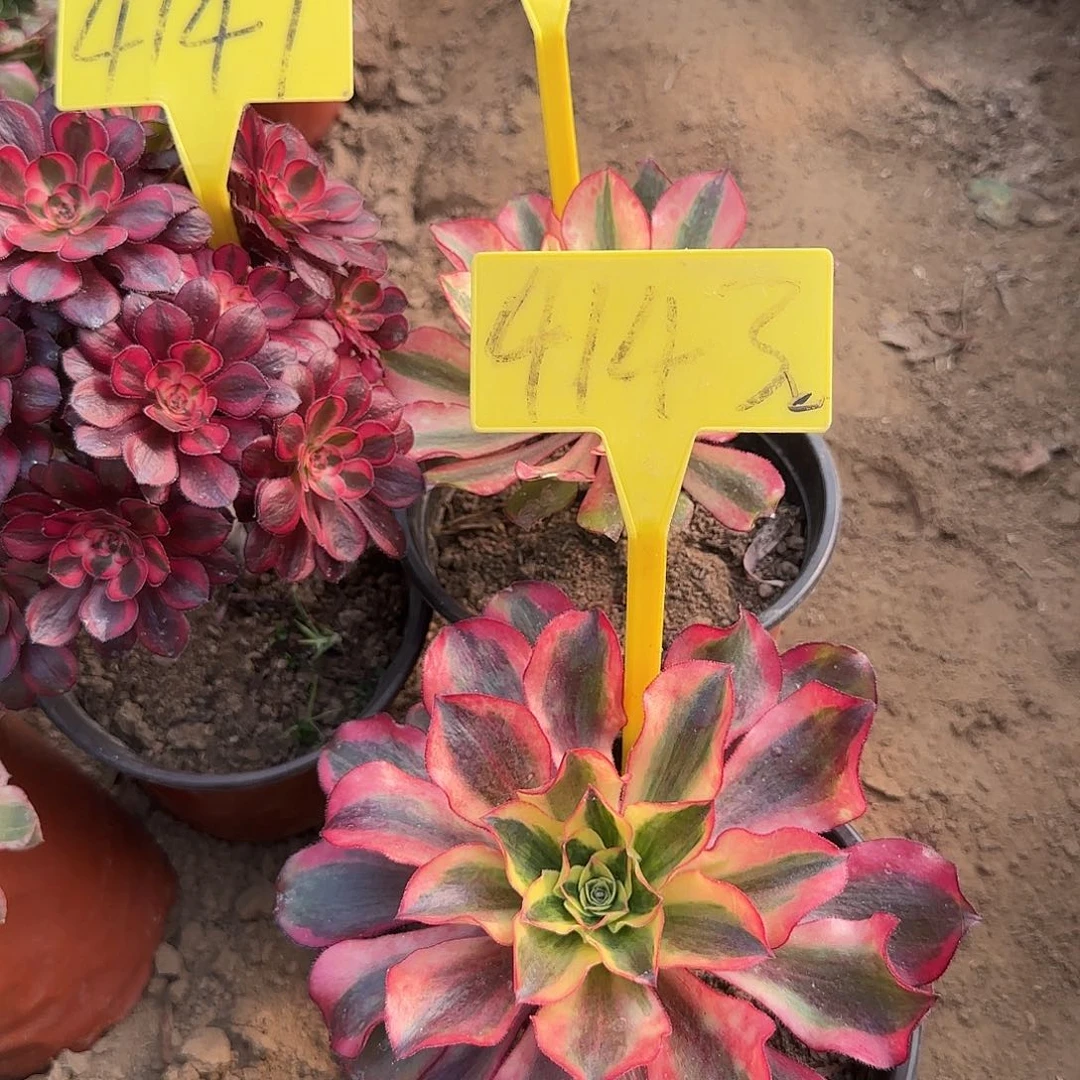 4143---魅影多肉植物