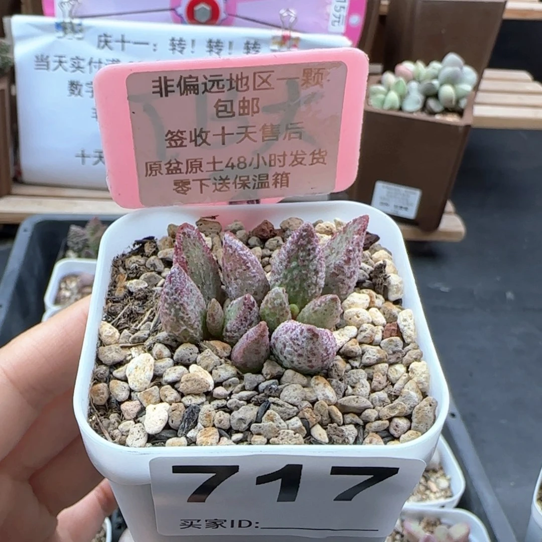 717七彩仙女多肉植物
