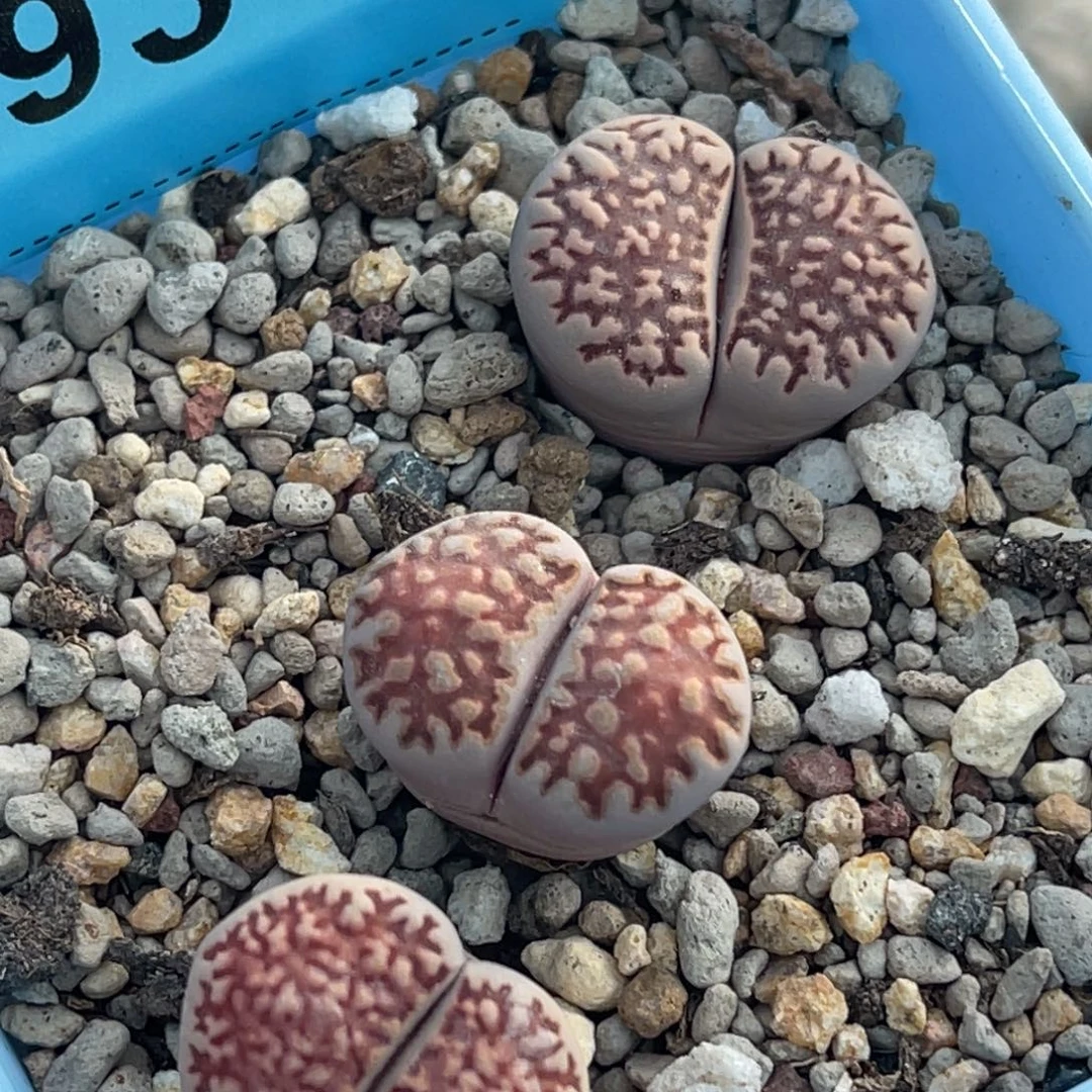 9348紫网纹三颗。