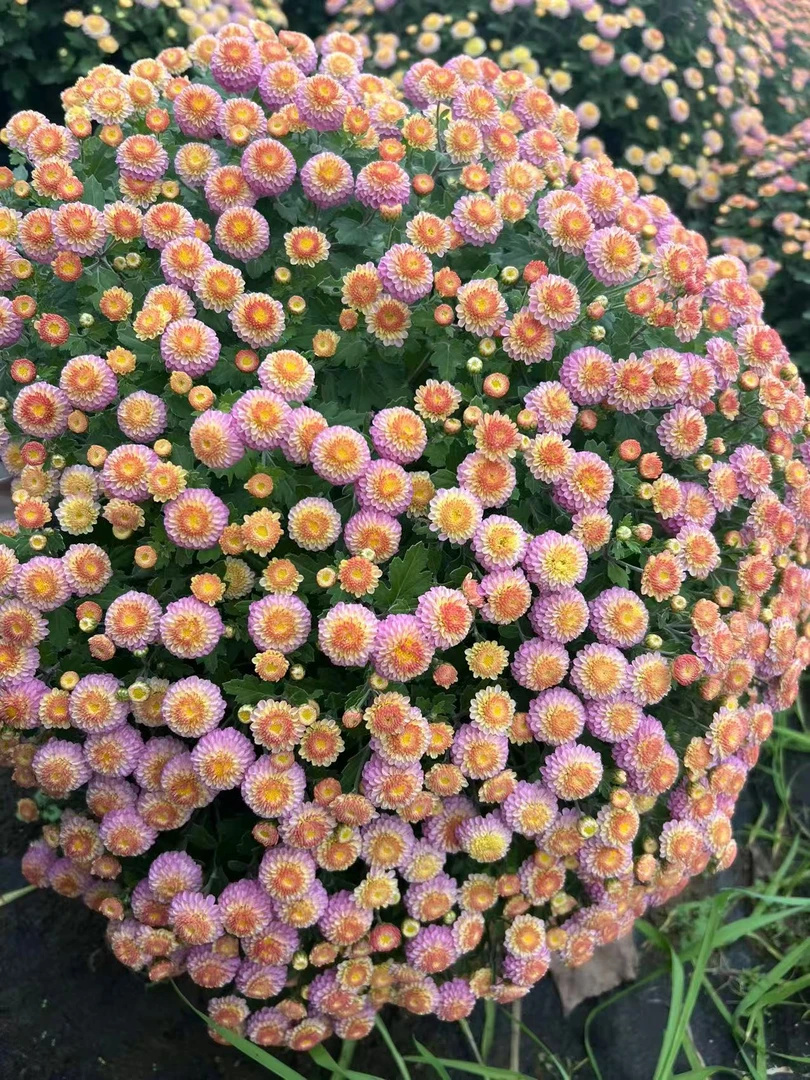 （猫眼香槟）球菊千头菊盆栽带花苞耐热耐寒花期长适合阳台庭院种植