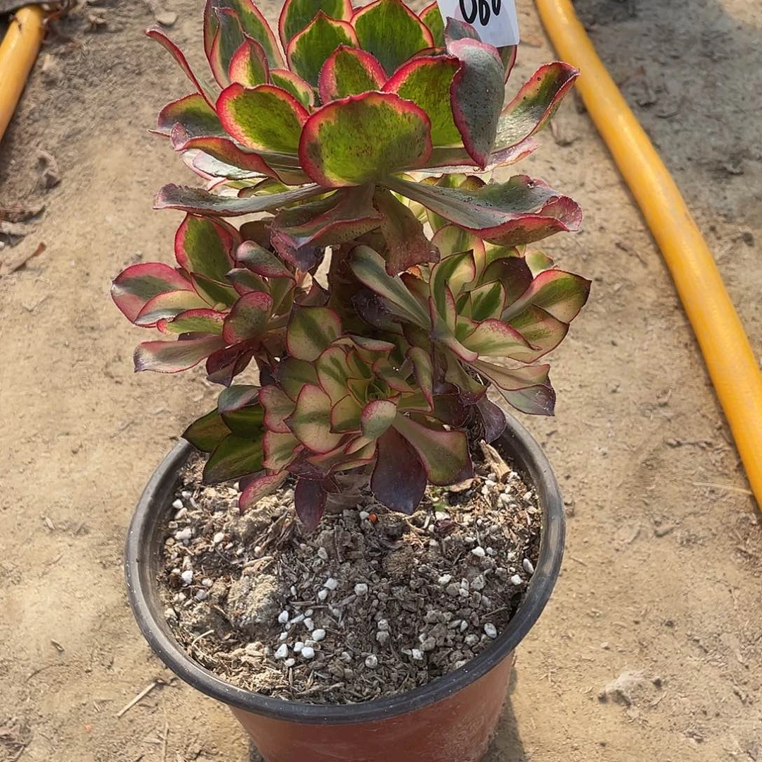 梦***实法师植物魅影法师060