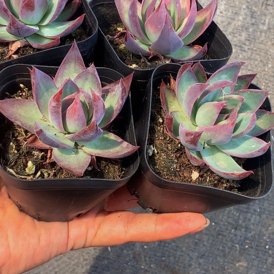 惊鸿仙子。2颗。（不满9.99 发叶子）