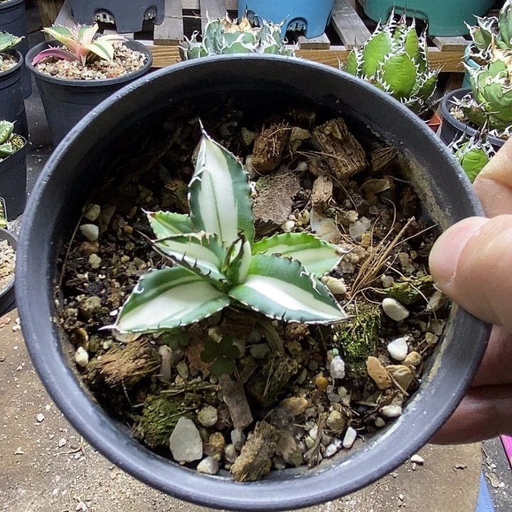 太阳神瓷白中斑。