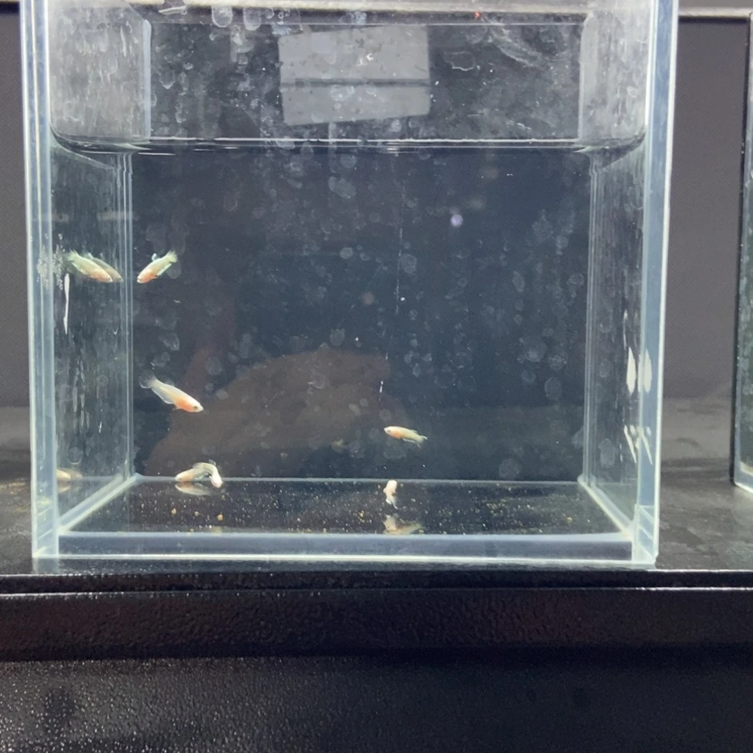 斗鱼包活不包损所见即所得126