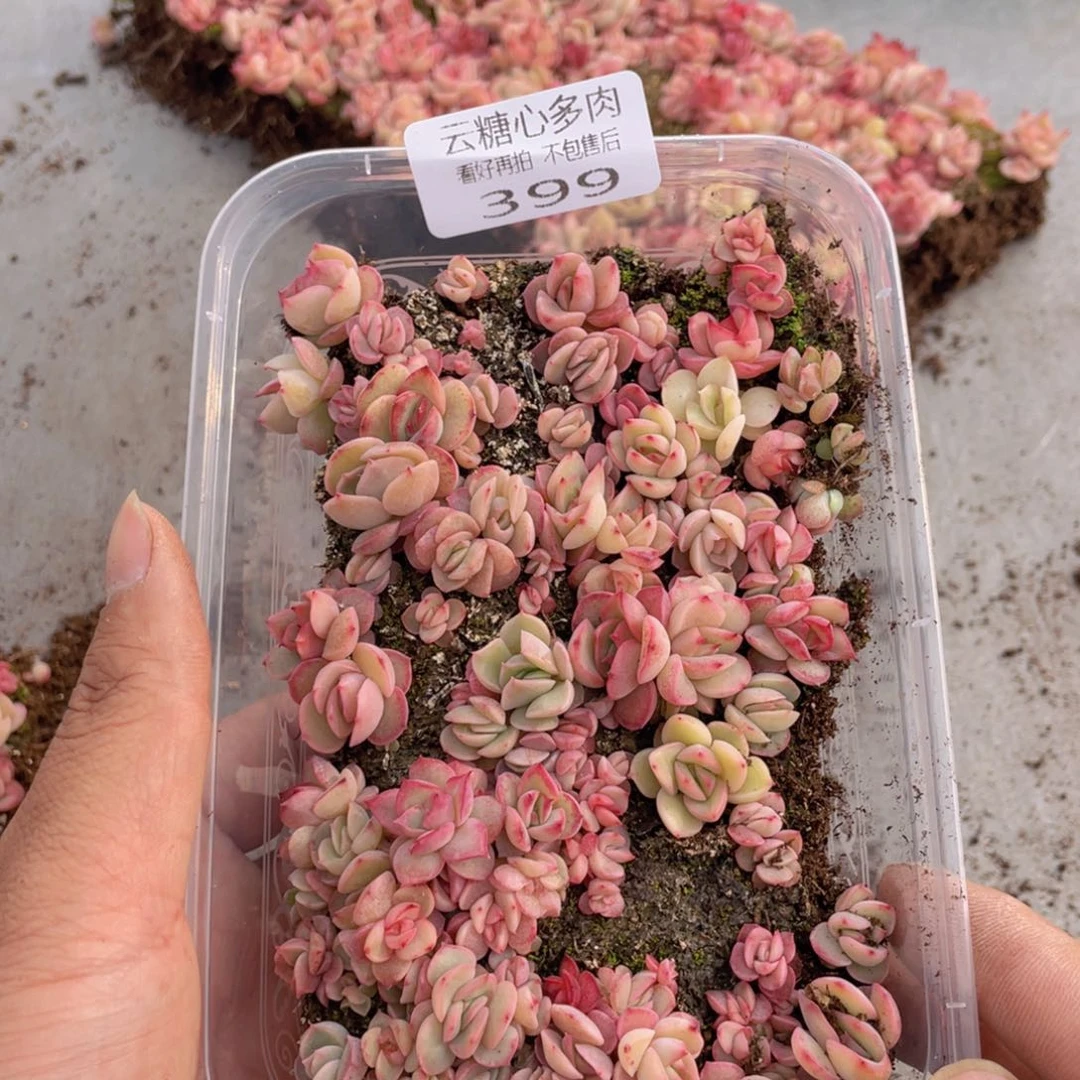 云糖心多肉植物399